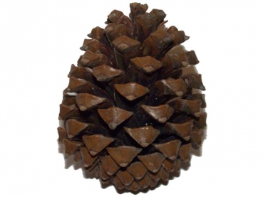 fir cones large