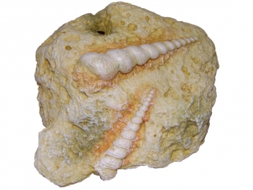 FOSSILS Cerithium