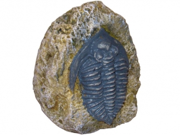 FOSSILS Dalmanites