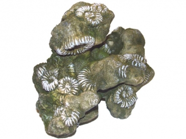 FOSSILS Dactylioceras