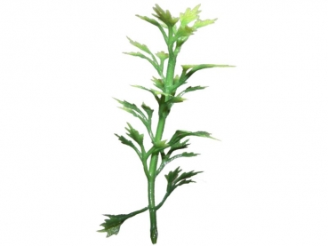 stick plants E