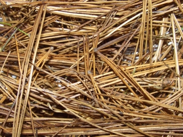 pine needles 100gs