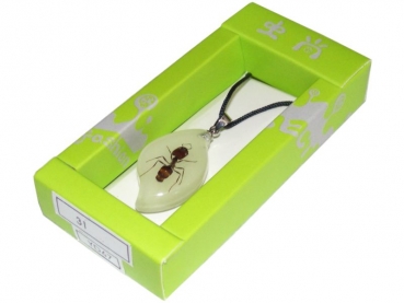 Ant in synthetic resin YD67