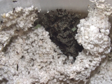 Perlite 100gs