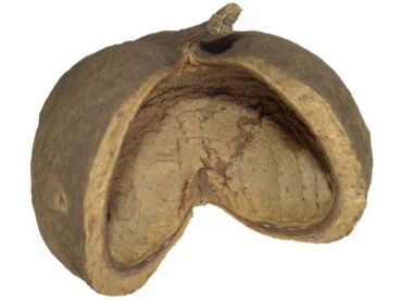 buddha nuss, Pterygota alata