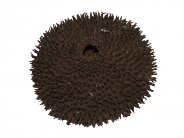 Igelfrucht, Apeiba tibourbou