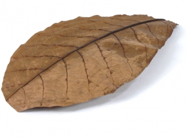 Catappa-Blatt 19-24 cm