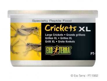 EX Crickets XL PT1962