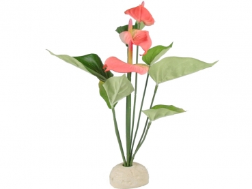 EX Flamingoblume