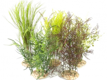 Formicarienpflanzen -  XL-Bushes