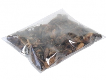 gefriergetrocknete Grillen 10g