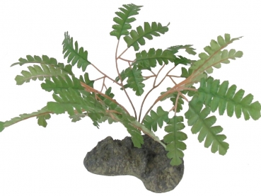 Streifenfarn-Seiden-Pflanze 24cm Maidenhair