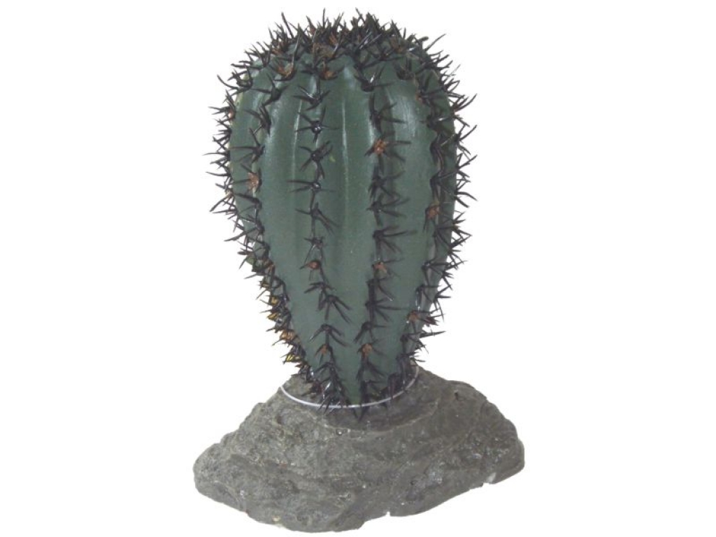 Saguaro Kaktus klein