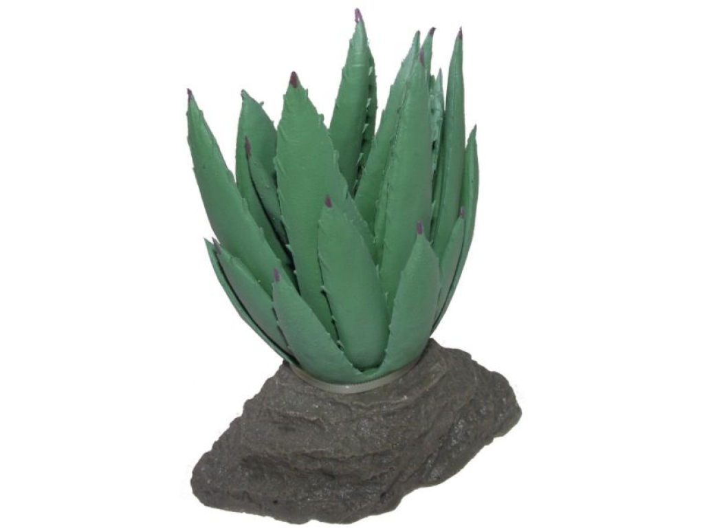 Kaktus Sierra madre, 12 cm