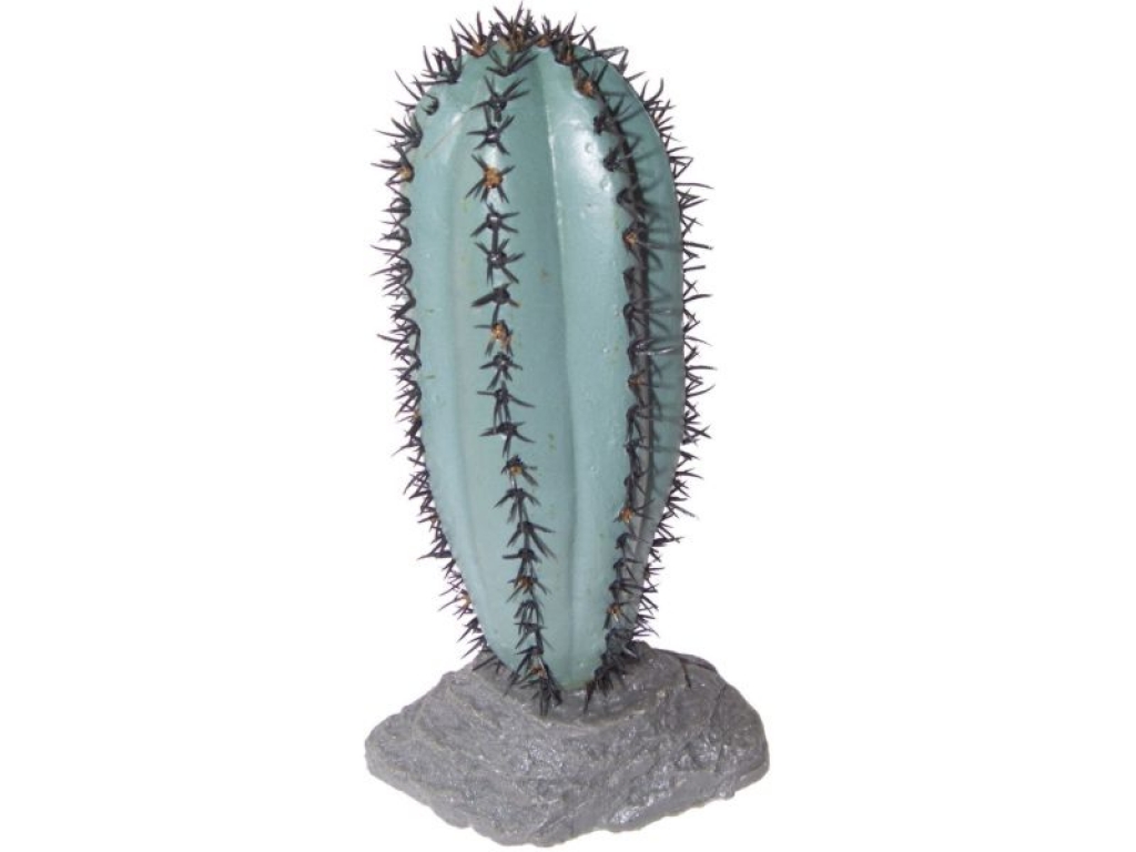 Saguaro Kaktus mittel