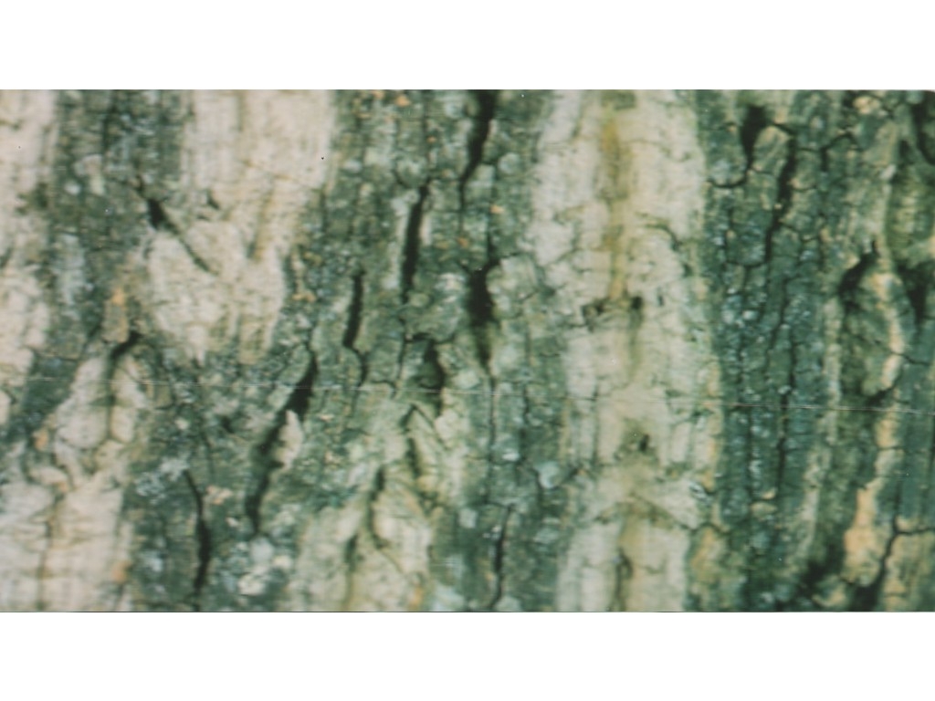 Fotor&uuml;ckwand Baumstamm, beidseitig, 10cm x 50cm