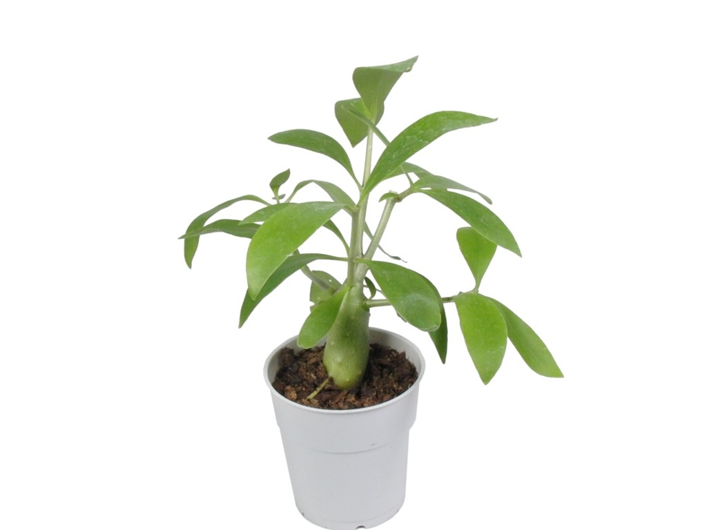 Hydnophytum spec. - Malaysia