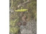 Forest Furnitur Set