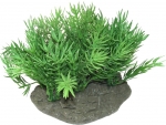 Lycopodium AP-11