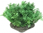 Glossostigma AP-13