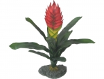 Bromelie - Guzmania Rot