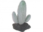 Mexikanischer Saguaro Kaktus