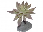 Agave flach