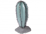 Saguaro Kaktus mittel