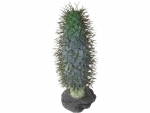 Madagaskar Palmkaktus