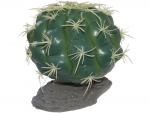 Kugel Kaktus medium