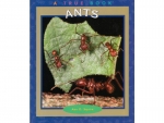 Buch: True Book - Ants