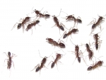 colonie: Odontomachus monticola