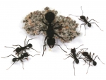 Acromyrmex spec. (from Argentina)