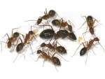 Camponotus spec. aus Laos