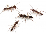 colonie: Odontomachus spec.