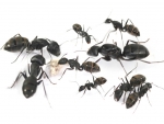 Kolonie: Camponotus spec. (aus S�dost Asien)