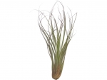 Tillandsia - A