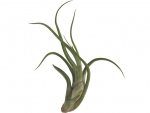 Tillandsia - C