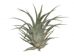 Tillandsia - D