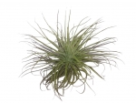 Tillandsia - E