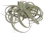 Tillandsia - H
