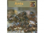 Book: Ants - Teresa Wimmer