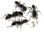 Odontoponera spec.