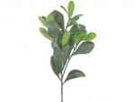 Steck- Loquat - Mistelzweig (mit Draht)