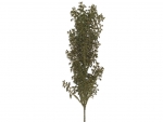 Steck- Anigozanthos braun (mit Draht)