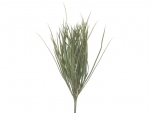 Steck- Pampas Gras