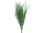 Steck- Savannen Gras