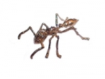 golden ant: Paraponera