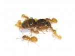 Lasius flavus