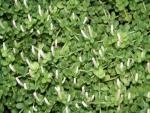 Rear wall 30x20cm plant 013